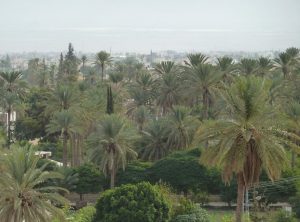 jericho date palms