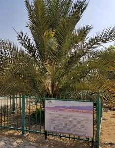 methuselah date palm