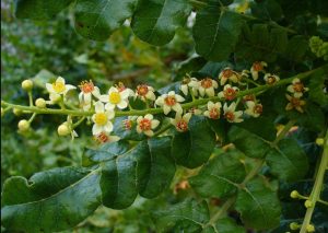 levona flowers
