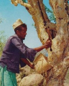 myrhh tree collecting resin