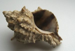 murex trunculus