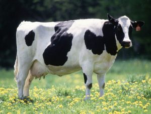 cow