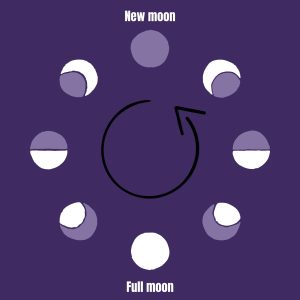 Moon Phases