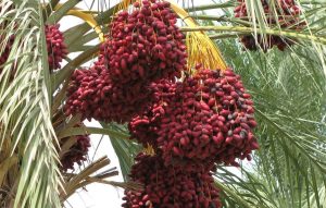 dates