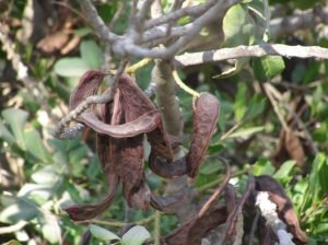 carob 1