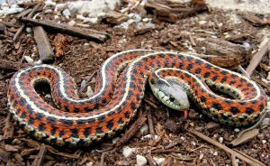 snake