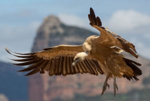 gibeon griffon vulture