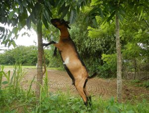 goat and tree