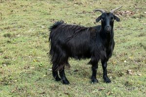 goat horns