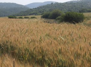 wheat elah valley