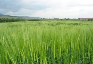 barley