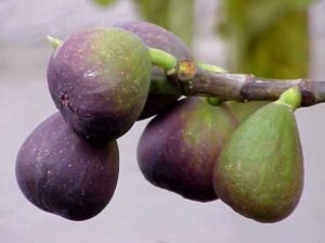 fig fruit better