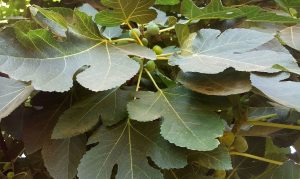 fig leaves