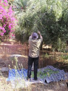 olive harvest