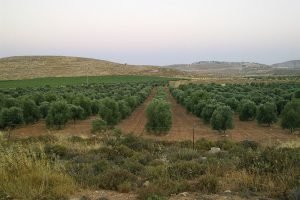 olive trees meshek achiya
