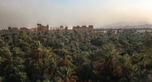 palmyra palms