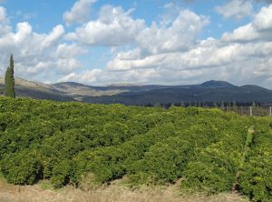 ben azzai orchard
