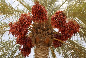 date rimon date tree