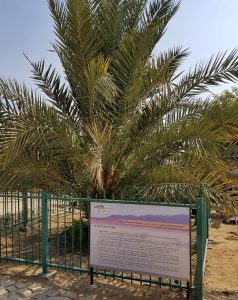 date rimon methuselah