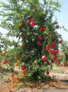 date rimon pom tree