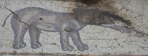 elephants caesarea