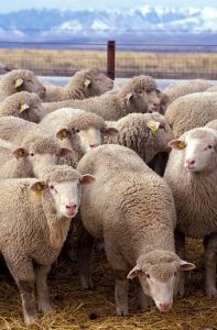 tribes sheep