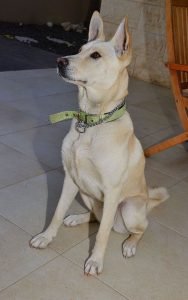 dog canaan