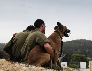 dogs oketz better