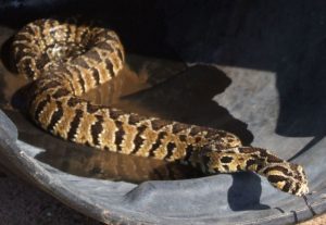 snake Pal viper