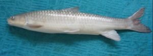 fish shibuta