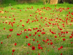 avimelech flowers