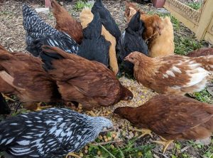 chicken backyard