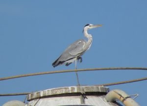 yehoshua heron