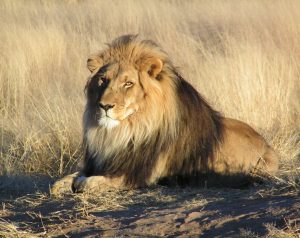 elazar lion