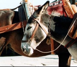 pagi donkey