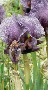 valley iris