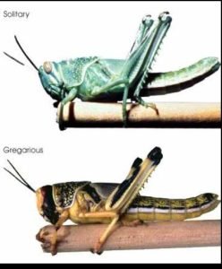 locust gregarious