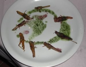 locust plate