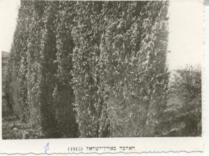 locust rehovot 1915