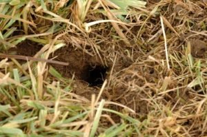 mice burrow