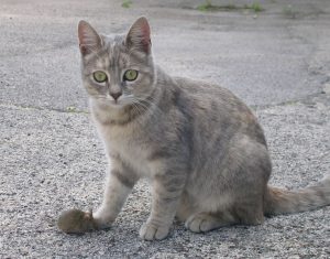 mice cat
