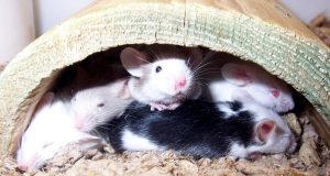 mice mouse family