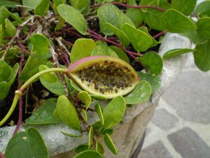 caper berry
