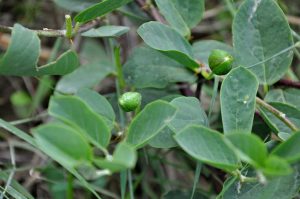 caper buds