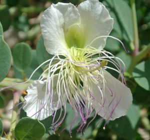 caper flower