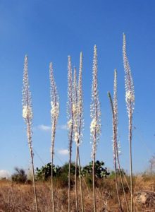 hatzav branches