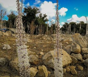 hatzav flowers