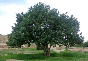 carob canopy