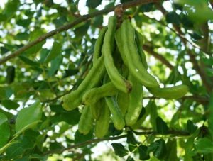 carob pods better