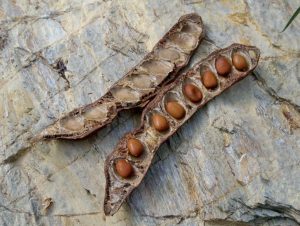 carob seeds